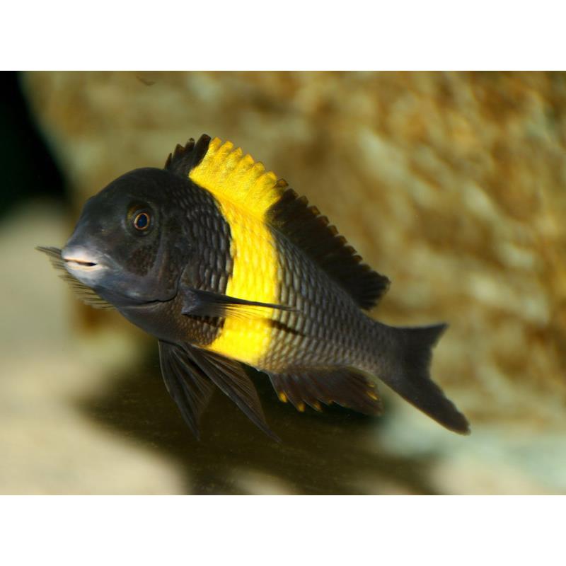 Tropheus moori kiriza - imagine 4